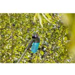 Плодосъемник Gardena Combisystem для сбора ягод, фото , изображение 10 | SNABZHENIE.com.ua