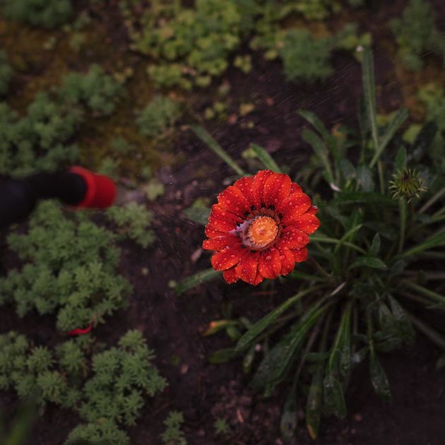Опрыскиватель пневматический FLORA 8л (5003234), фото , изображение 8 | SNABZHENIE.com.ua Опрыскиватель пневматический FLORA 8л (5003234), фото , изображение 8 | SNABZHENIE.com.ua