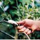 Fiskars Ніж для щеплення рослин K62 вигнутий, 17 см, 50г, фото , зображення 3 | SNABZHENIE.com.ua Fiskars Ніж для щеплення рослин K62 вигнутий, 17 см, 50г, фото , зображення 3 | SNABZHENIE.com.ua
