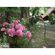 Шланг садовий Karcher Performance Premium 5/8" 25м 3 шари до 40бар -20…+65°C, фото , зображення 5 | SNABZHENIE.com.ua Шланг садовий Karcher Performance Premium 5/8" 25м 3 шари до 40бар -20…+65°C, фото , зображення 5 | SNABZHENIE.com.ua
