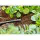 Заглушка Gardena Micro-Drip-System для шлангов 4,6 мм (3/16") 10 шт, фото , зображення 4 | SNABZHENIE.com.ua Заглушка Gardena Micro-Drip-System для шлангов 4,6 мм (3/16") 10 шт, фото , зображення 4 | SNABZHENIE.com.ua