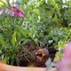 Капельница компенсирующая Gardena 1-8 л/ч, фото , изображение 7 | SNABZHENIE.com.ua Капельница компенсирующая Gardena 1-8 л/ч, фото , изображение 7 | SNABZHENIE.com.ua
