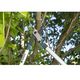 Сучкорез GARDENA EnergyCut 750B, фото , изображение 10 | SNABZHENIE.com.ua Сучкорез GARDENA EnergyCut 750B, фото , изображение 10 | SNABZHENIE.com.ua