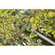 Крюк Gardena Combisystem для веток, фото , изображение 5 | SNABZHENIE.com.ua Крюк Gardena Combisystem для веток, фото , изображение 5 | SNABZHENIE.com.ua