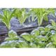 Микронасадка Gardena Micro-Drip, секторная 180°, 5 шт., фото , изображение 5 | SNABZHENIE.com.ua Микронасадка Gardena Micro-Drip, секторная 180°, 5 шт., фото , изображение 5 | SNABZHENIE.com.ua